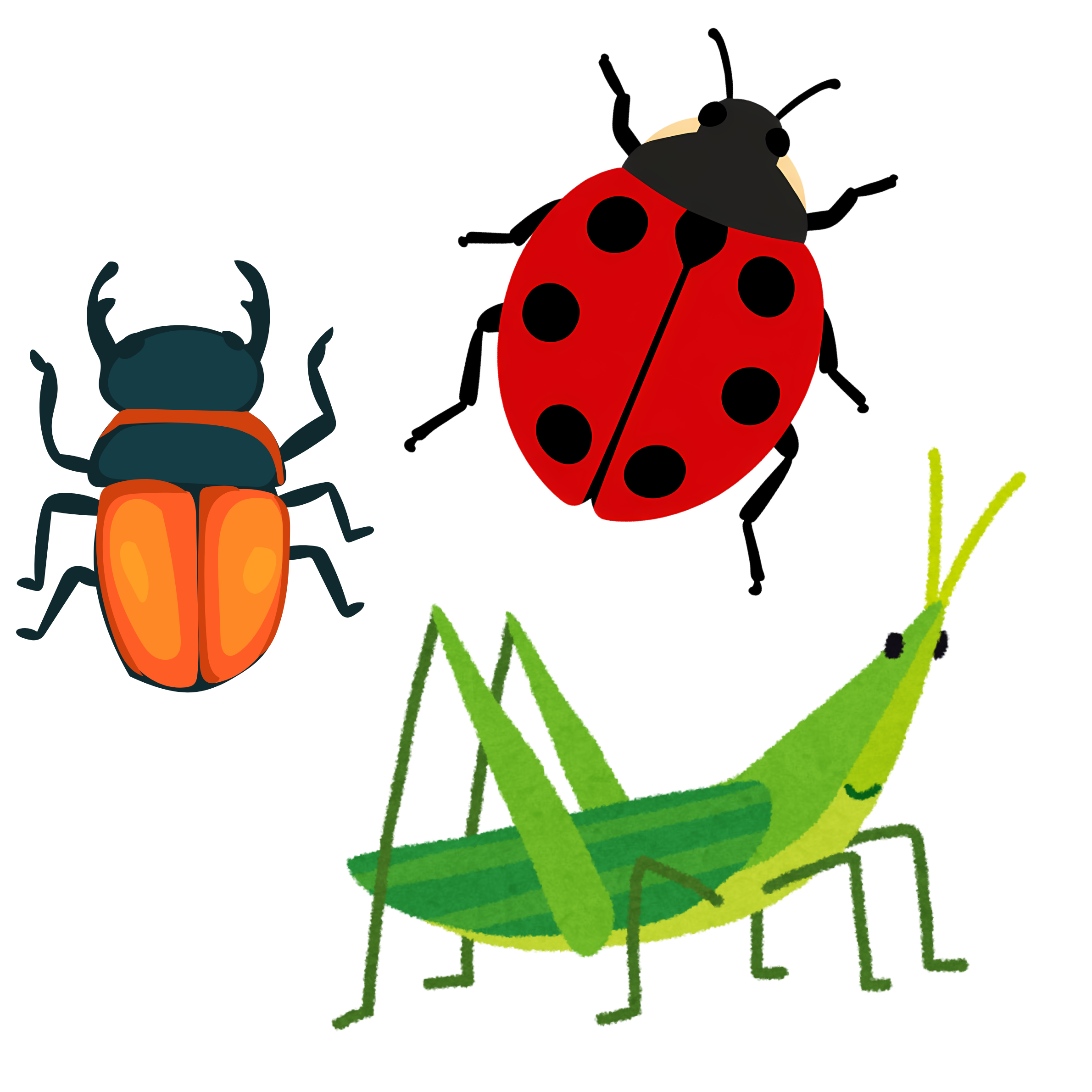 insect