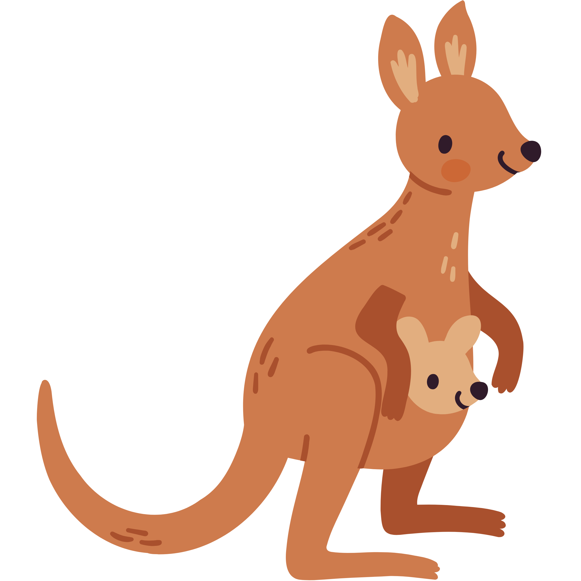 kangaroo