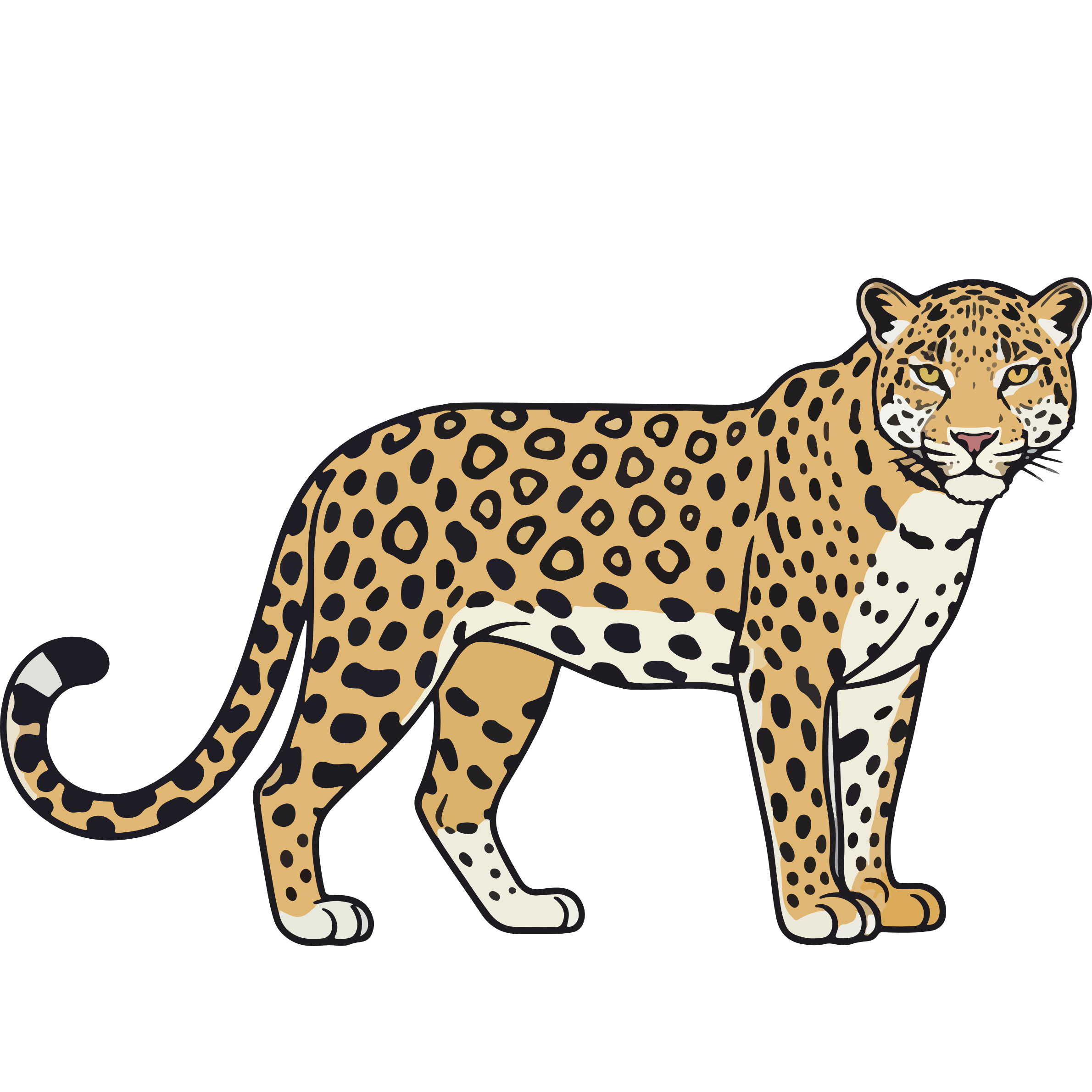 leopard