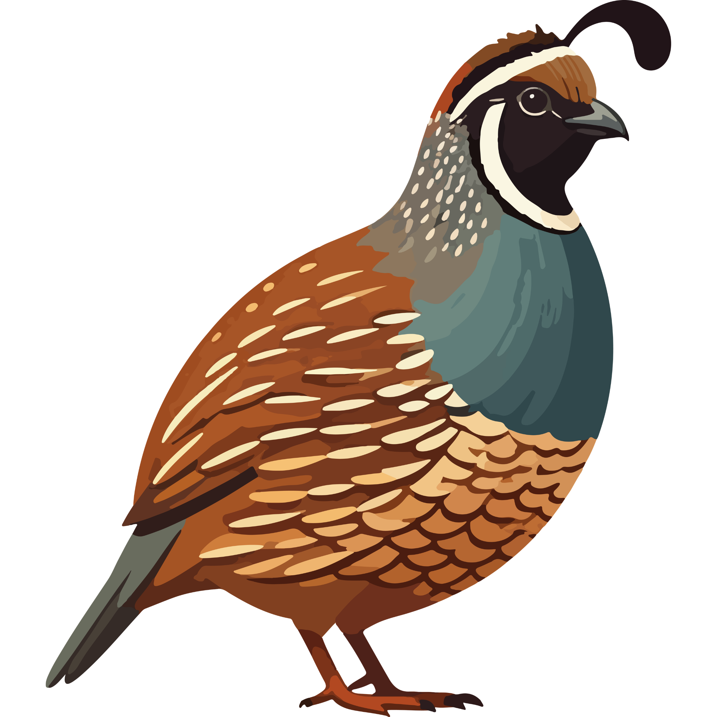 quail